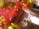 image0007