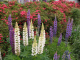 image0003