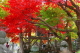 image0005