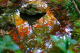 image0009